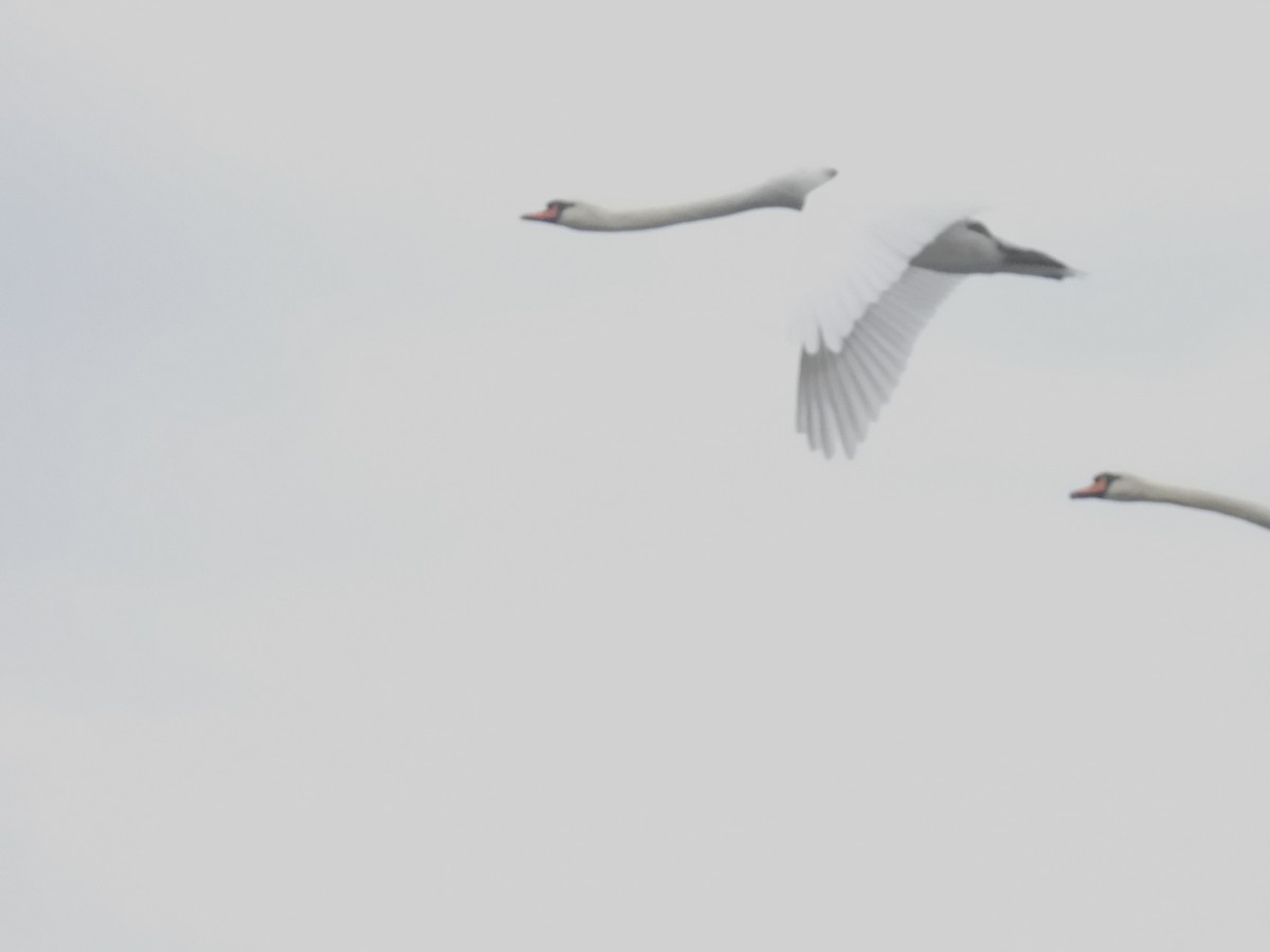 Mute Swan - ML643555726