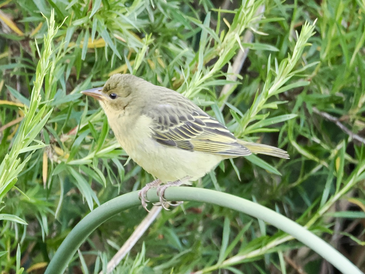 Cape Weaver - ML643555730