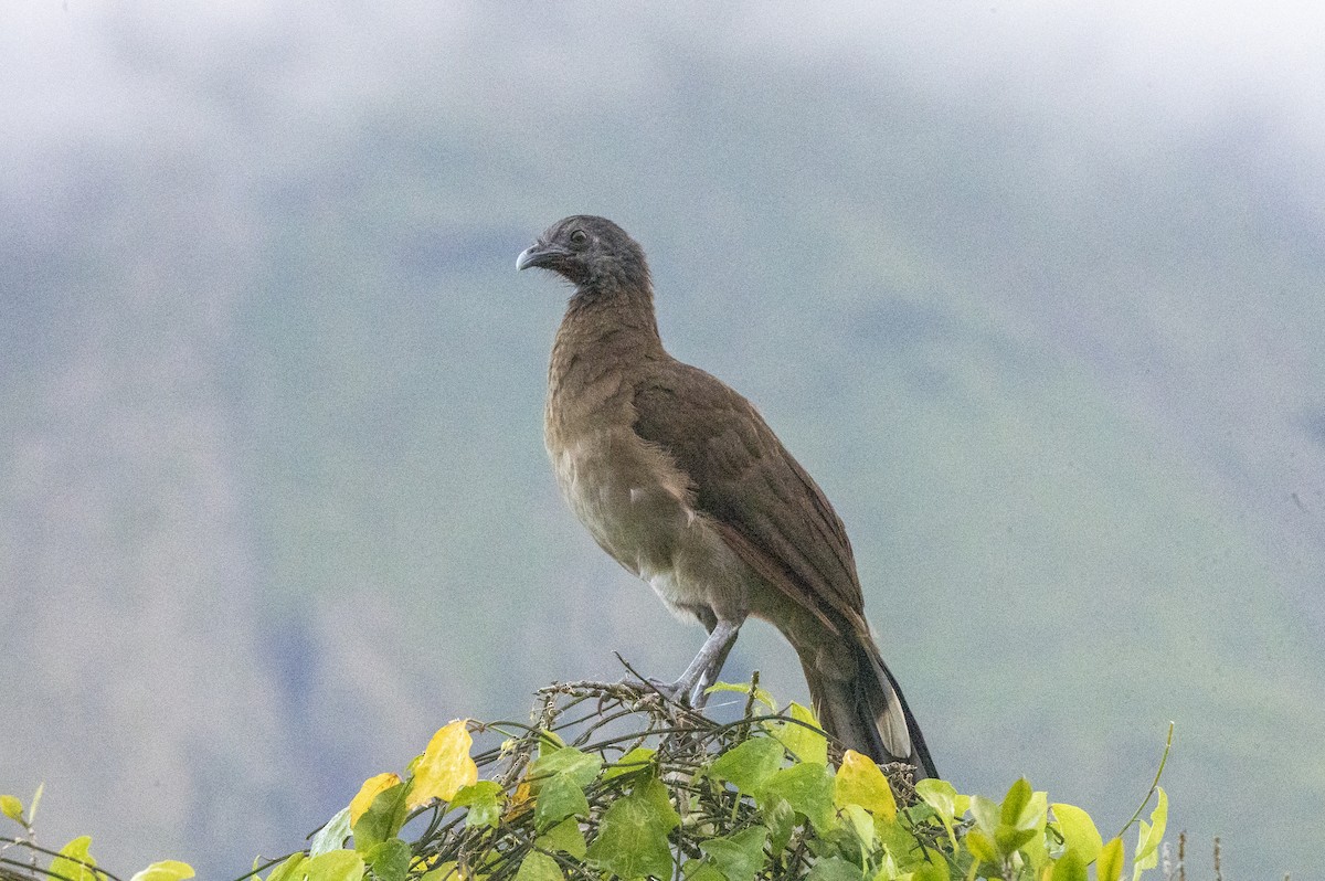 Gray-headed Chachalaca - ML643555743