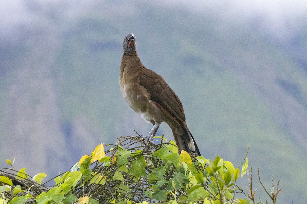 Gray-headed Chachalaca - ML643555744