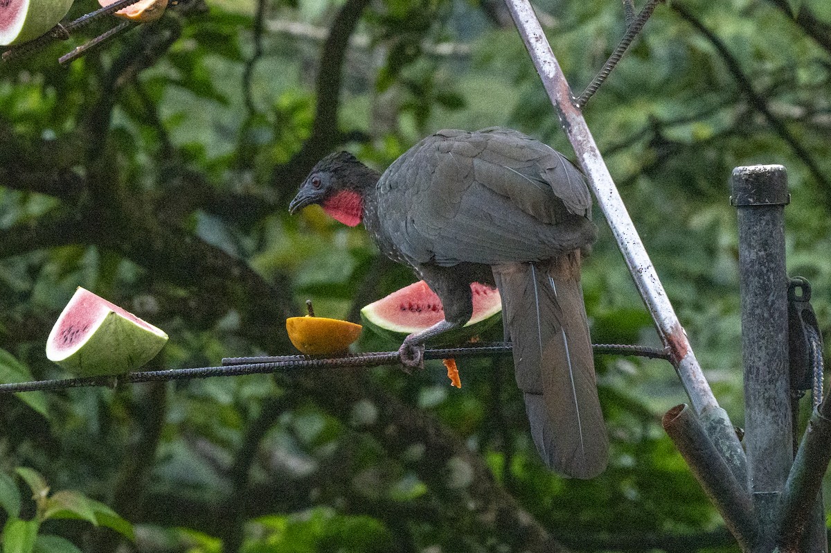 Crested Guan - ML643555745