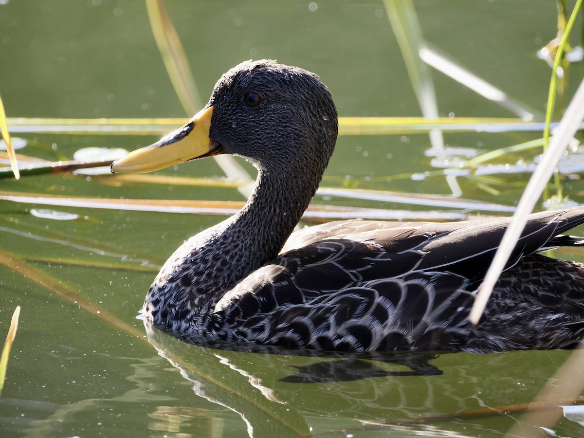 Yellow-billed Duck - ML643555774