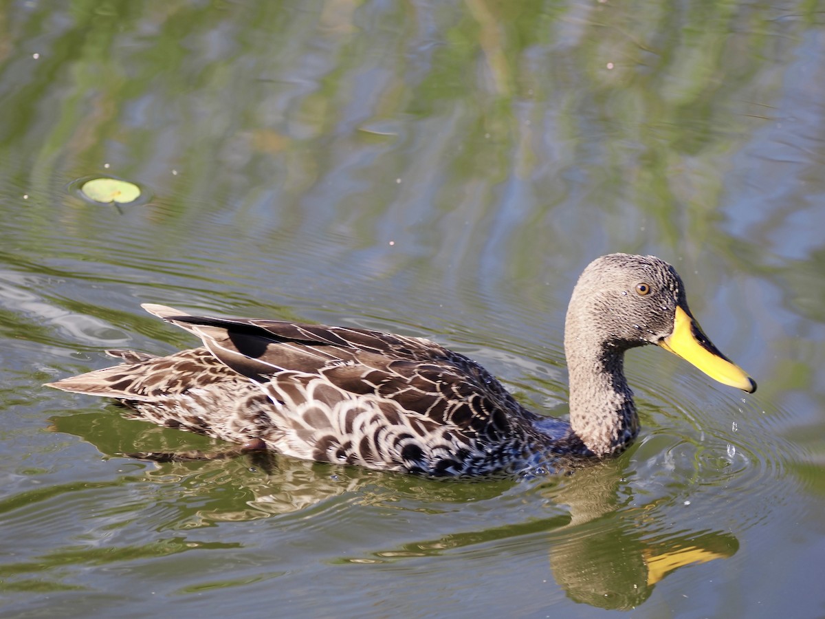 Yellow-billed Duck - ML643555775