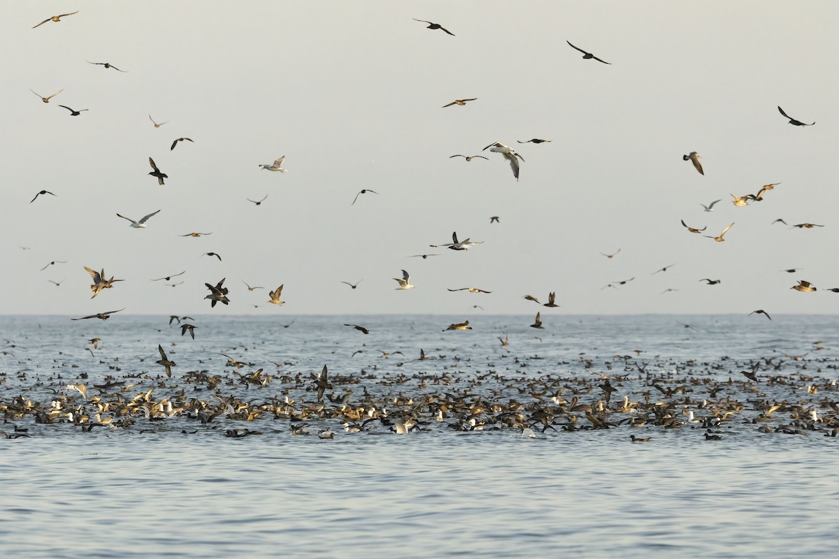 Sooty Shearwater - ML643555798
