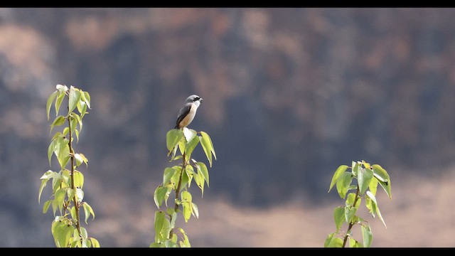 Gray-backed Shrike - ML643555799