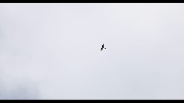 נץ הים הכספי - ML643555816