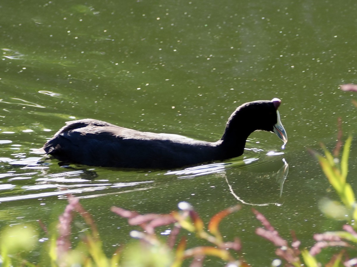 Red-knobbed Coot - ML643555821