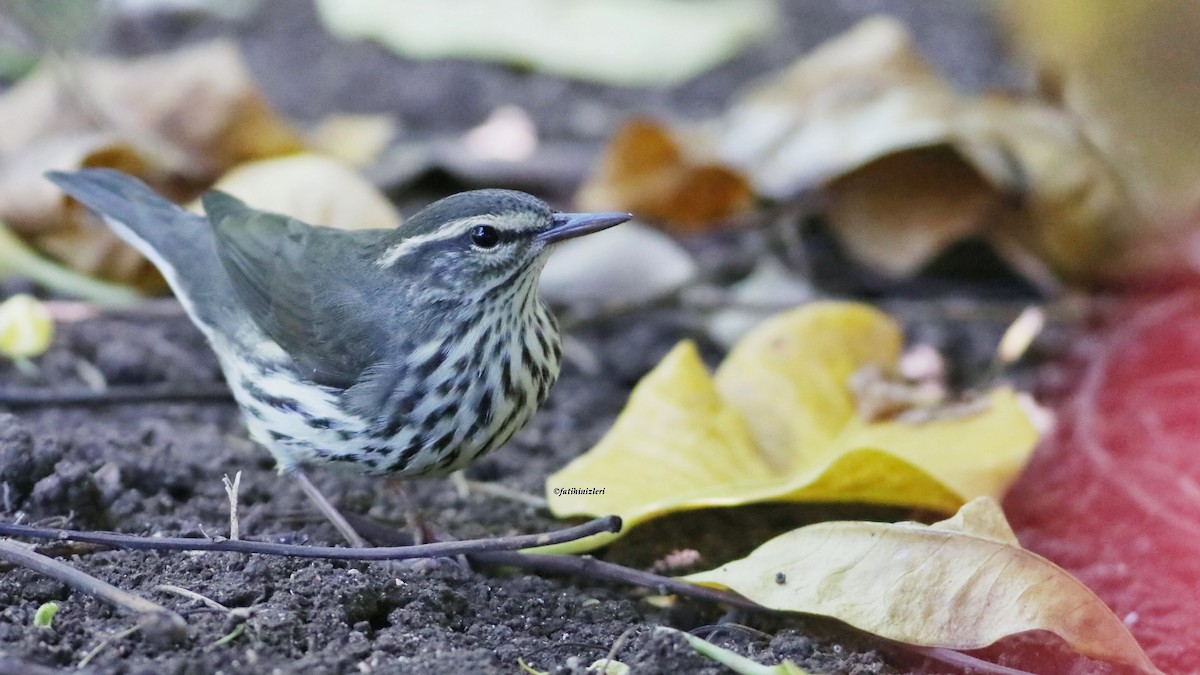 Northern Waterthrush - ML643555824