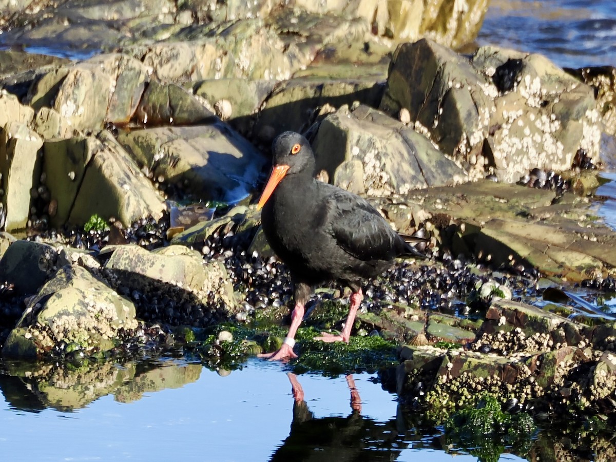 African Oystercatcher - ML643555825