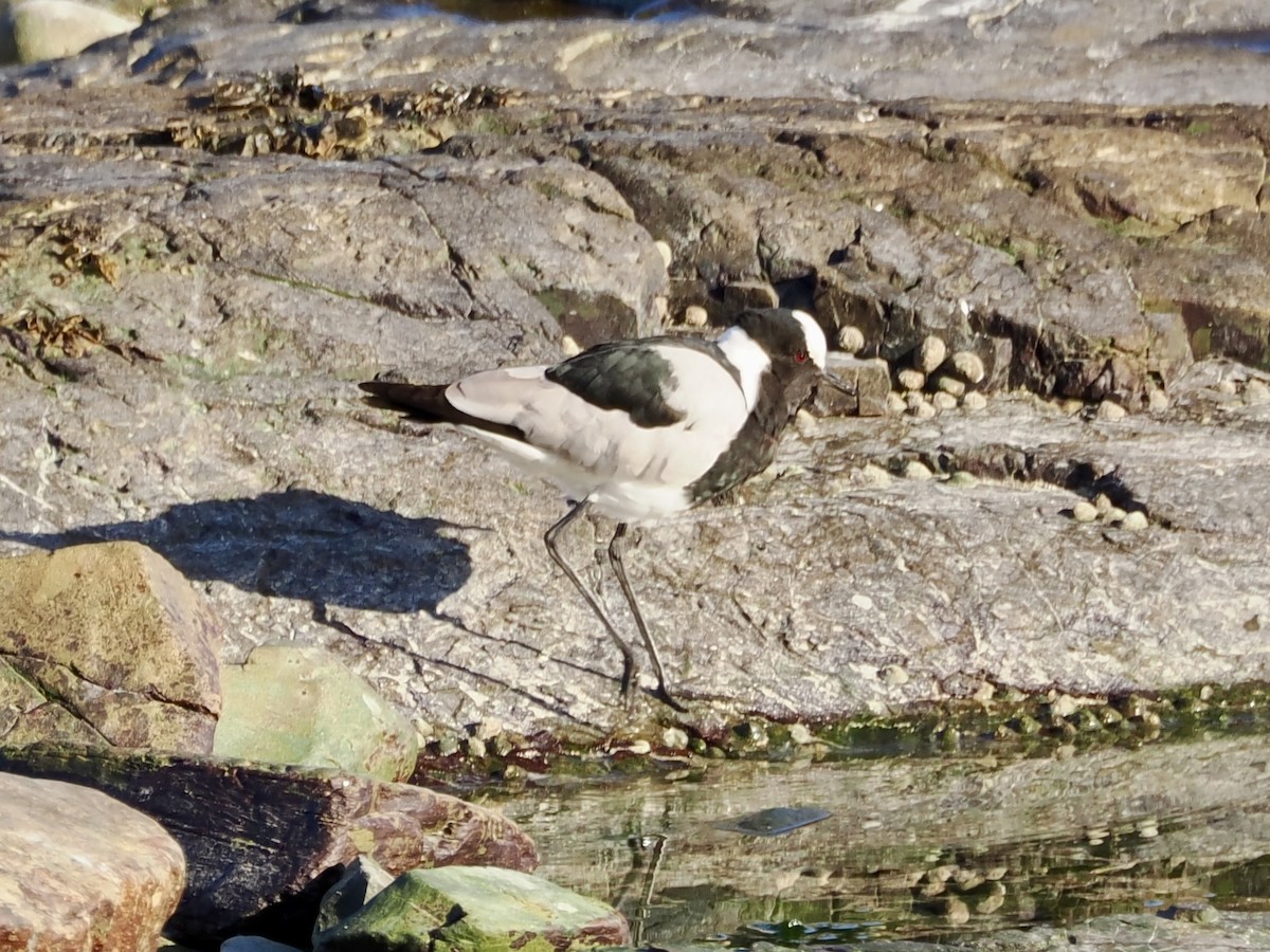 Blacksmith Lapwing - ML643555833