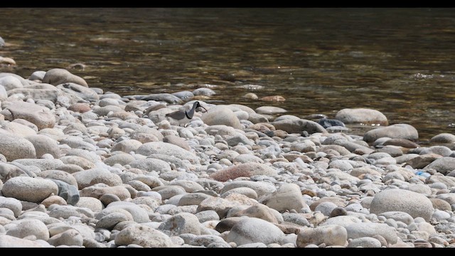 Ibisbill - ML643555836