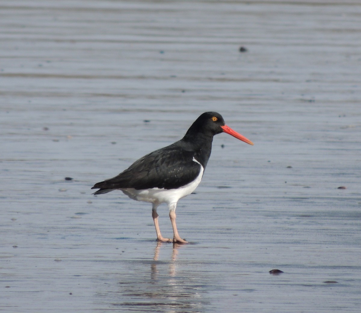 Magellanic Oystercatcher - ML643555841