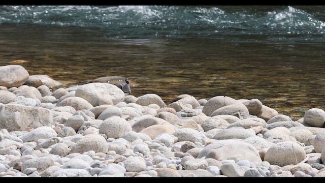 Ibisbill - ML643555849