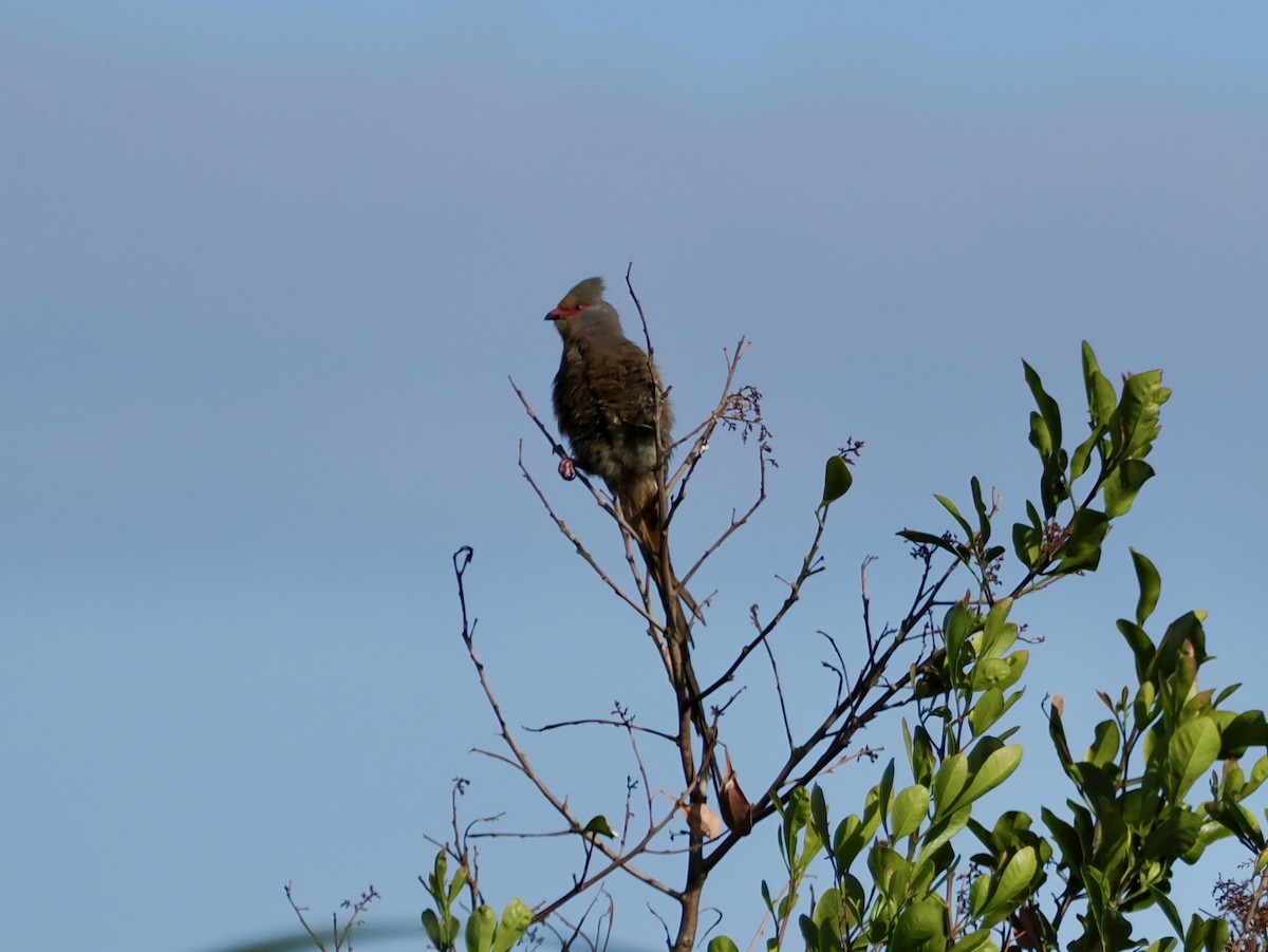 Red-faced Mousebird - ML643555853