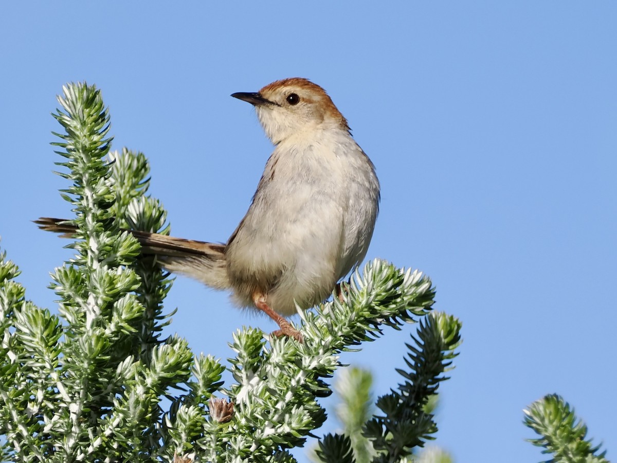 Levaillant's Cisticola - ML643555863