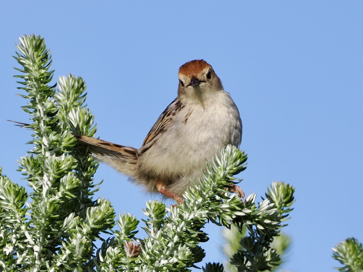 Levaillant's Cisticola - ML643555864