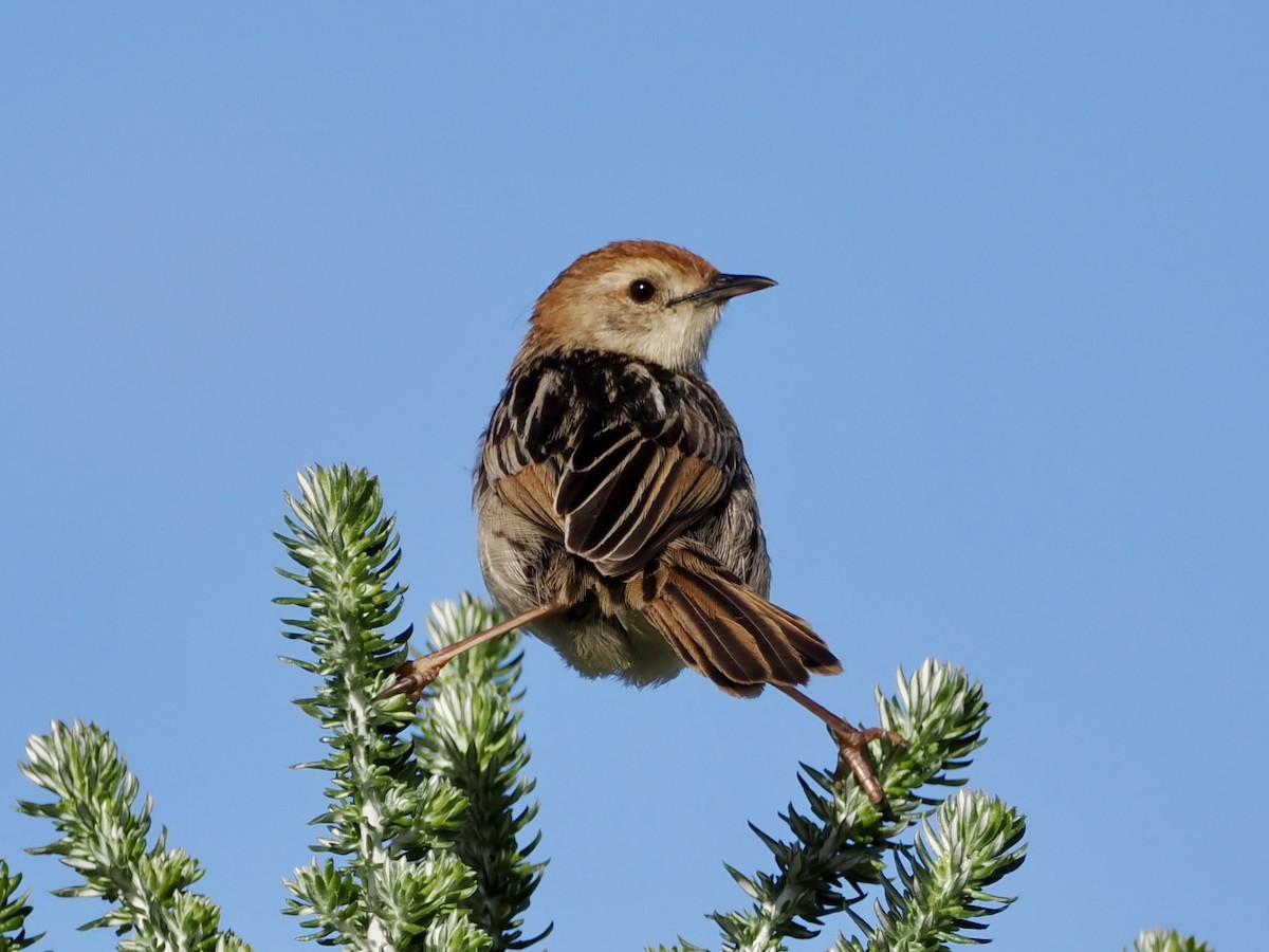 Levaillant's Cisticola - ML643555865