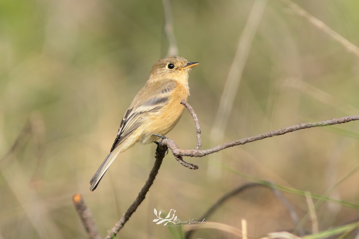 Buff-breasted Flycatcher - ML643555866
