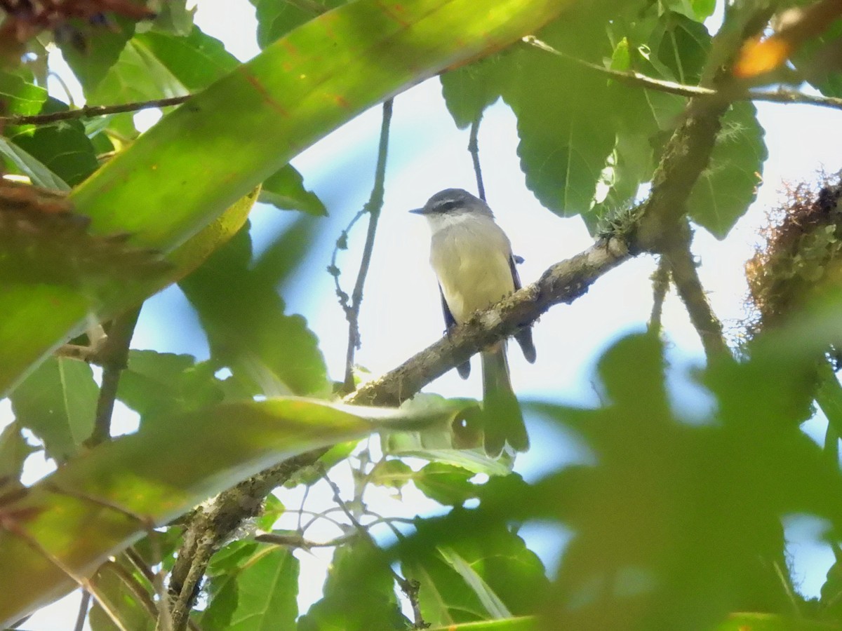 Buff-banded Tyrannulet - ML643555868