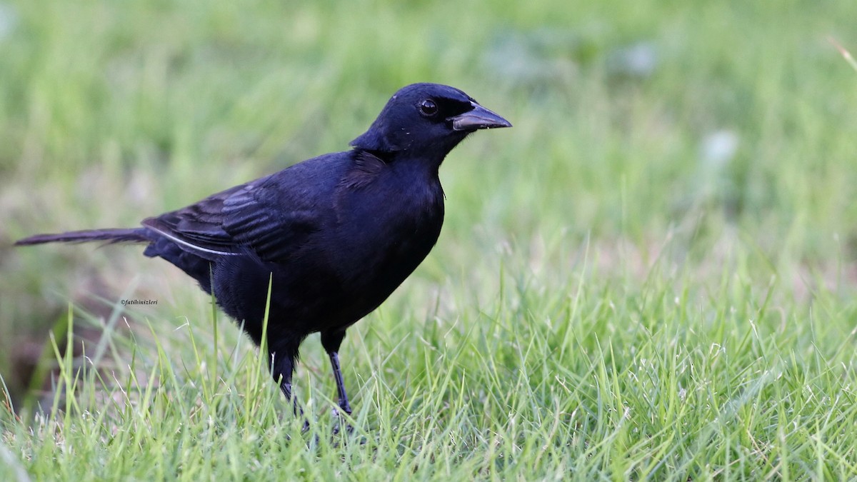 Cuban Blackbird - ML643555874