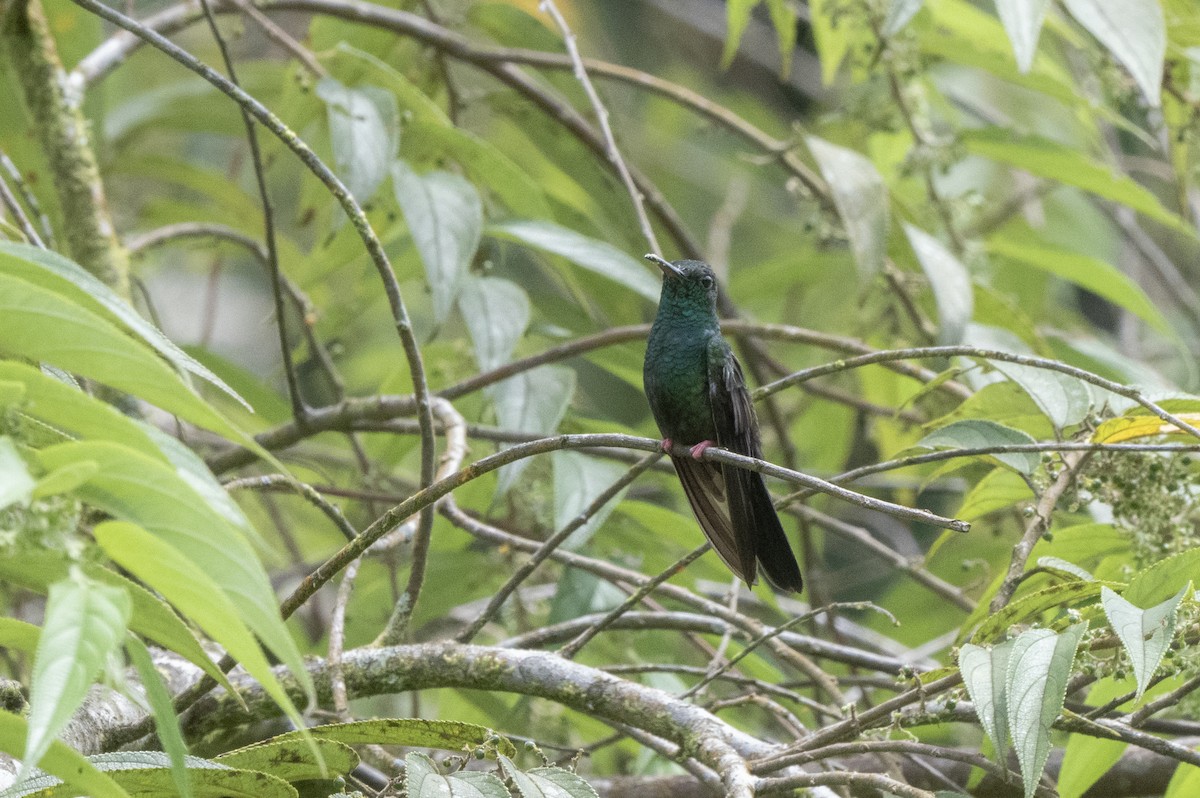 Bronze-tailed Plumeleteer - ML643555879