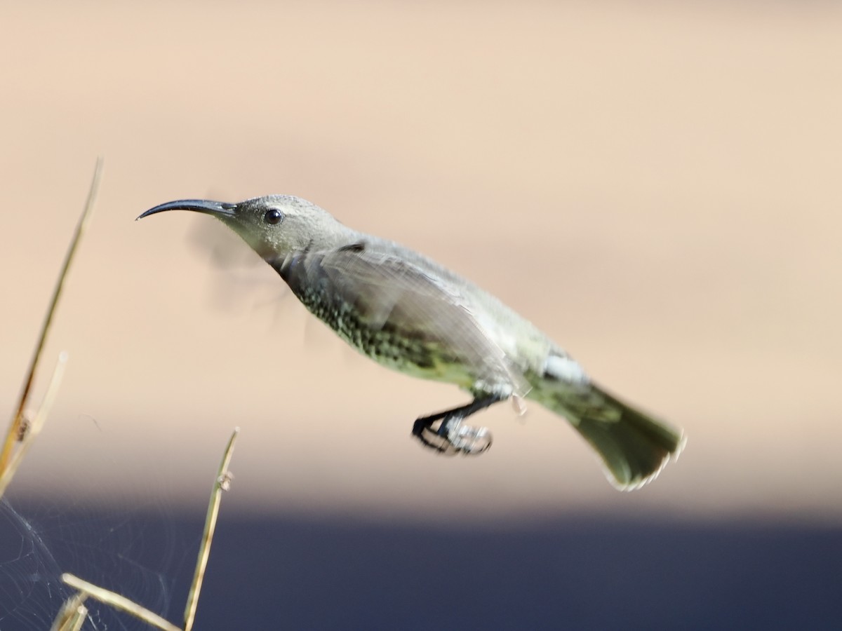 Amethyst Sunbird - ML643555898