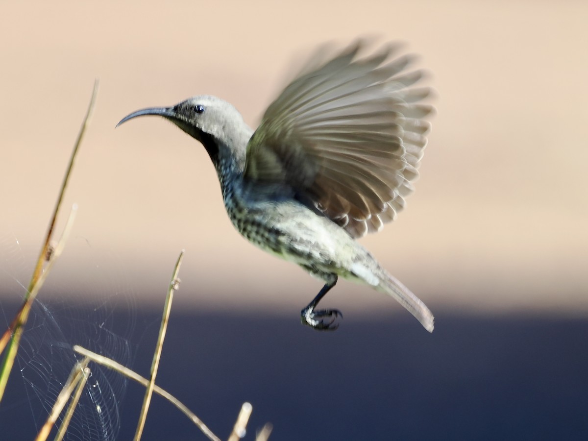 Amethyst Sunbird - ML643555899