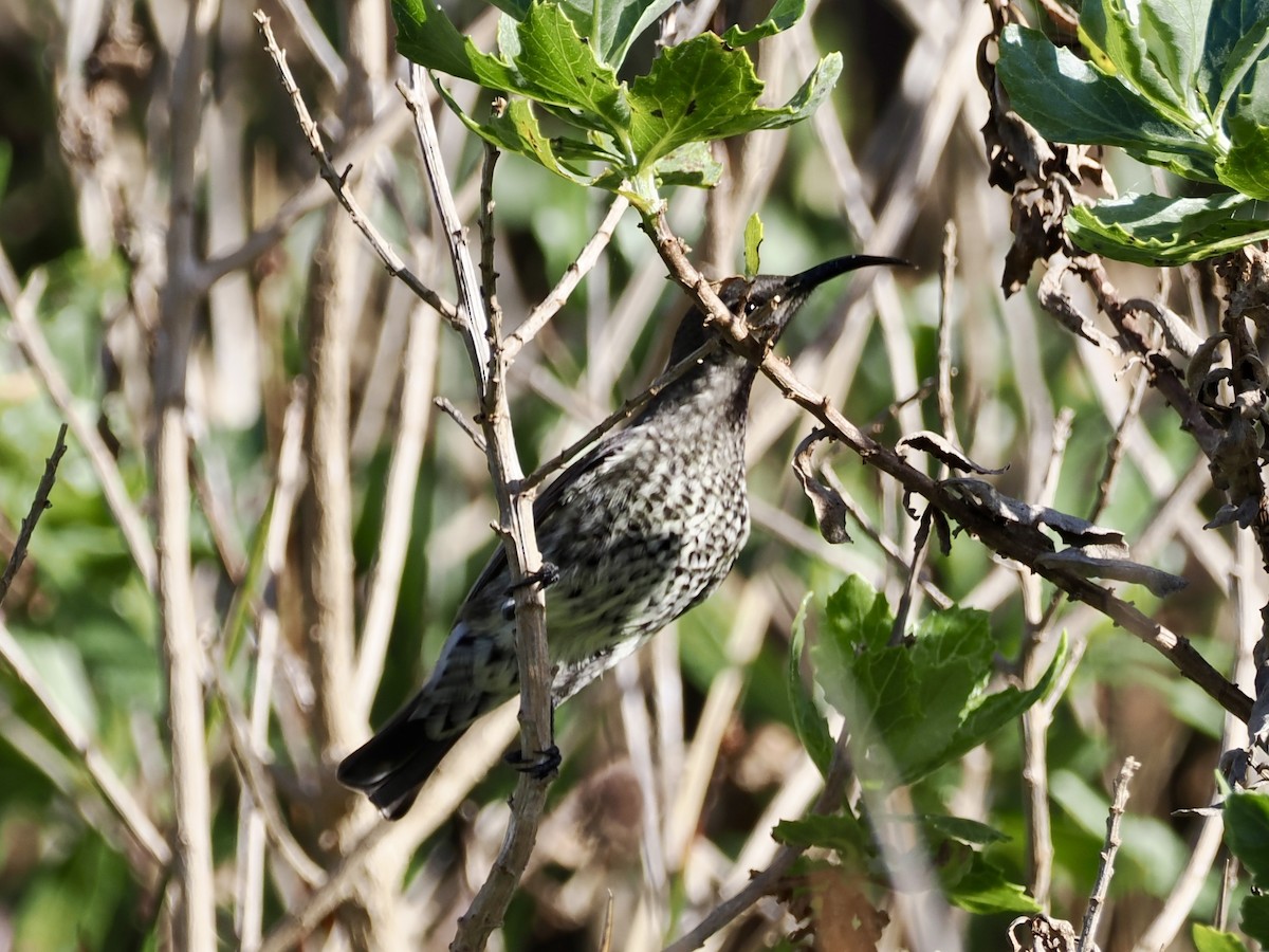 Amethyst Sunbird - ML643555901