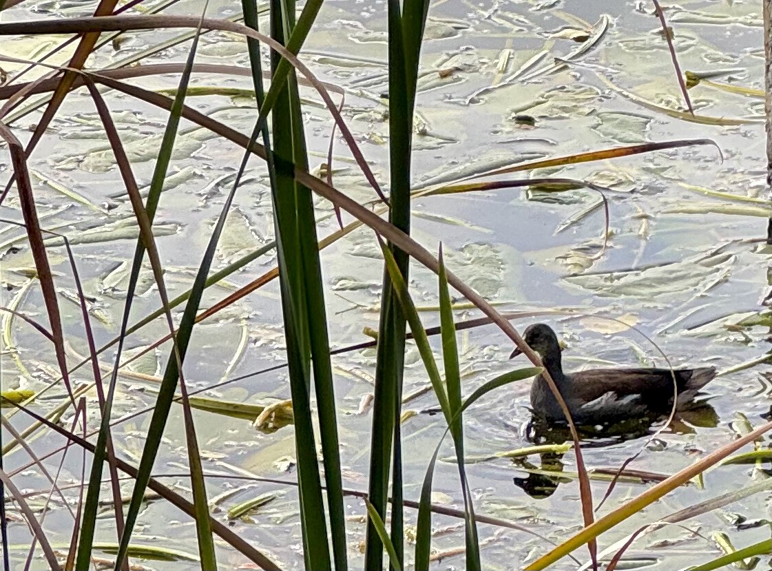 Common Gallinule - ML643555905