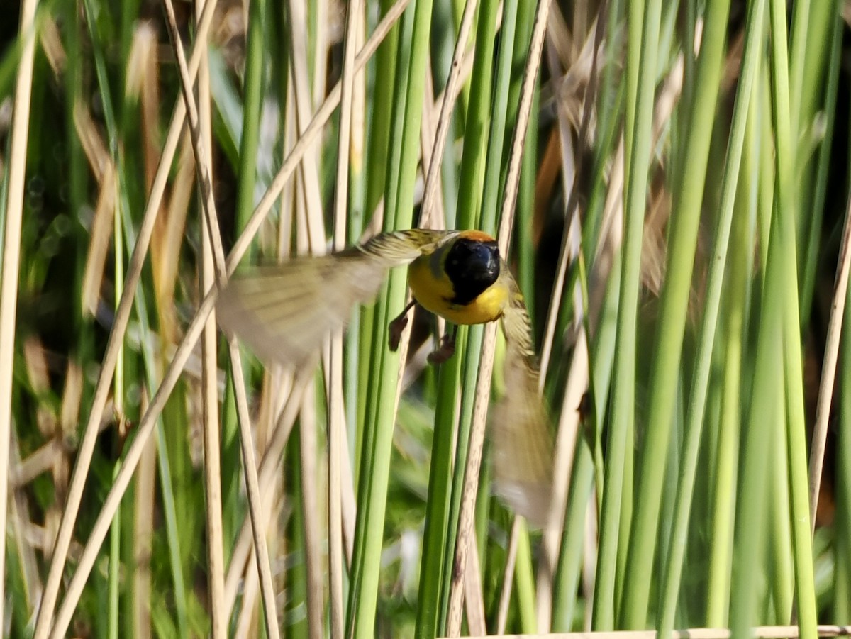 Southern Masked-Weaver - ML643555908