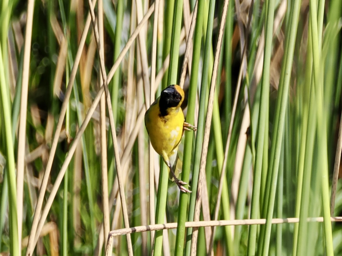 Southern Masked-Weaver - ML643555909