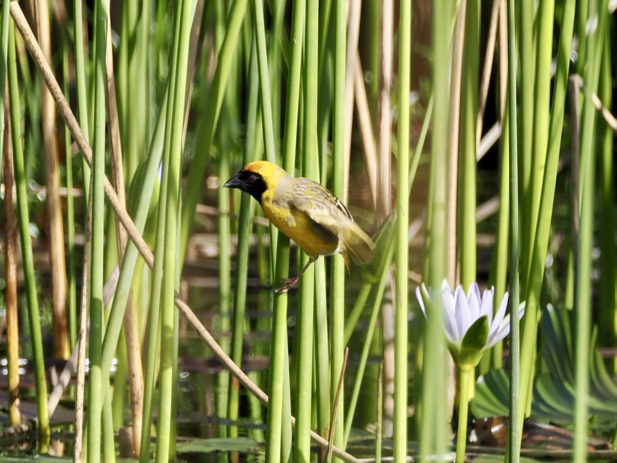 Southern Masked-Weaver - ML643555910