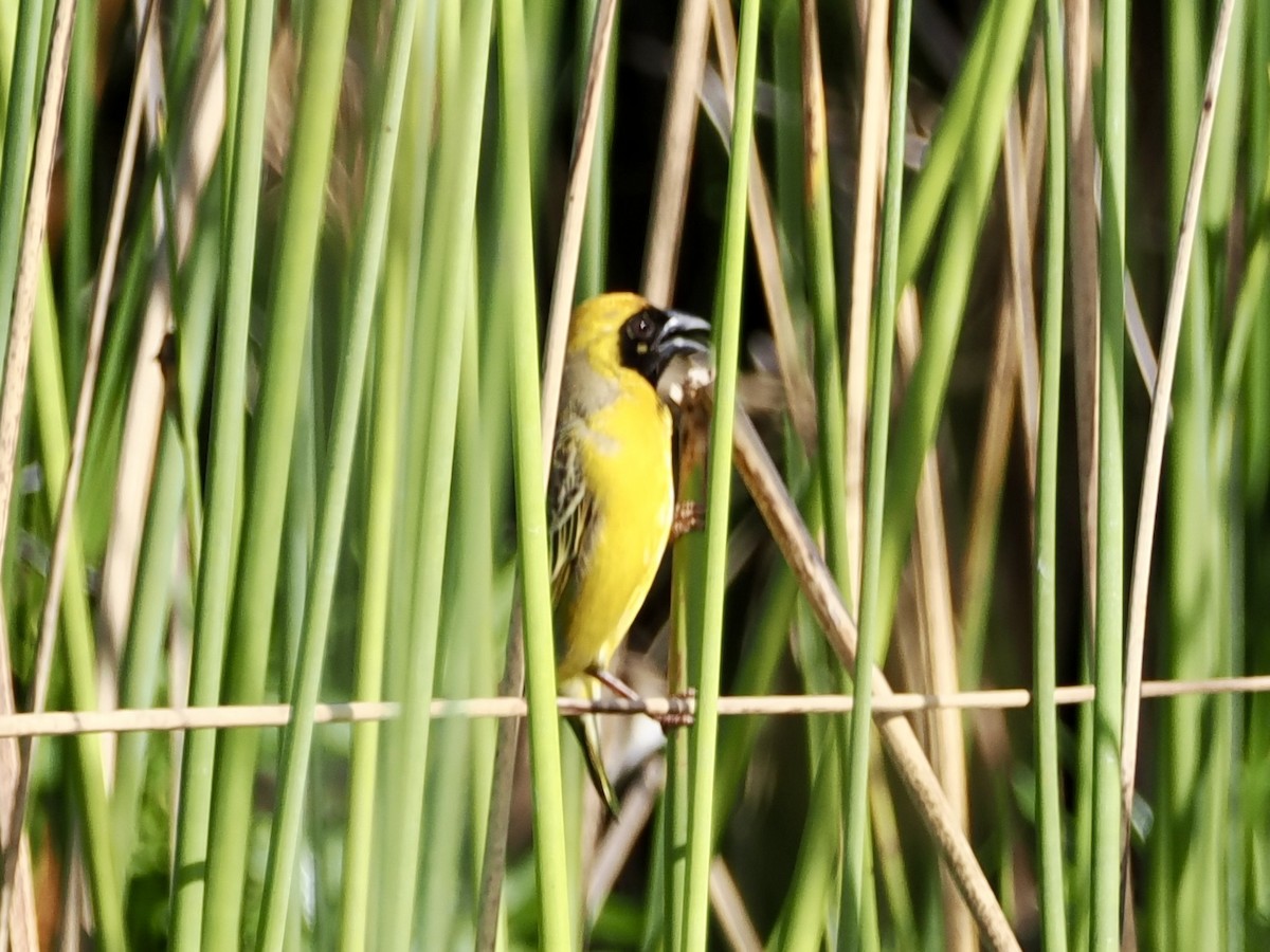 Southern Masked-Weaver - ML643555911