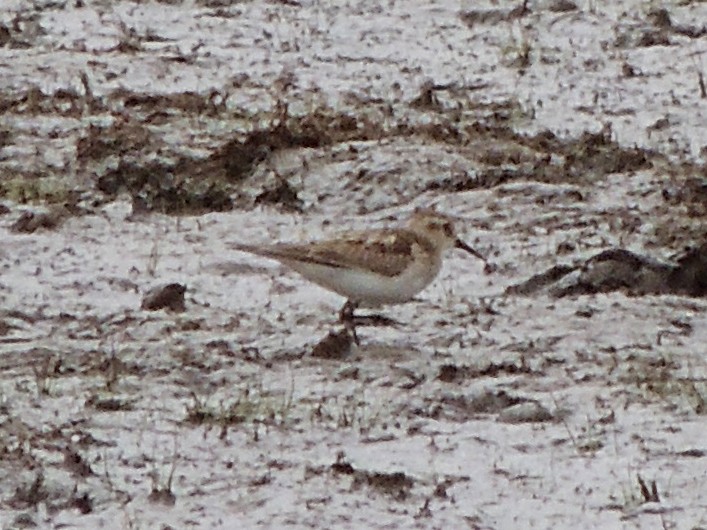 Baird's Sandpiper - ML643555930