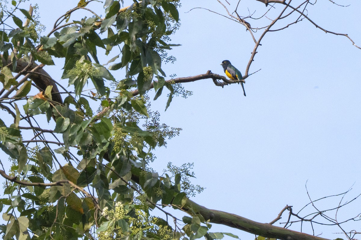 Gartered Trogon - ML643555933