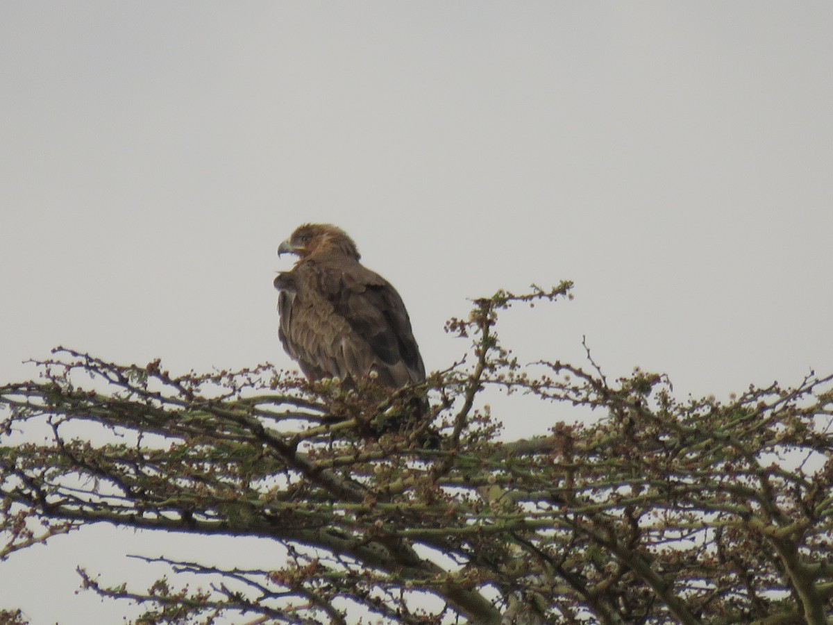 Tawny Eagle - ML643555934