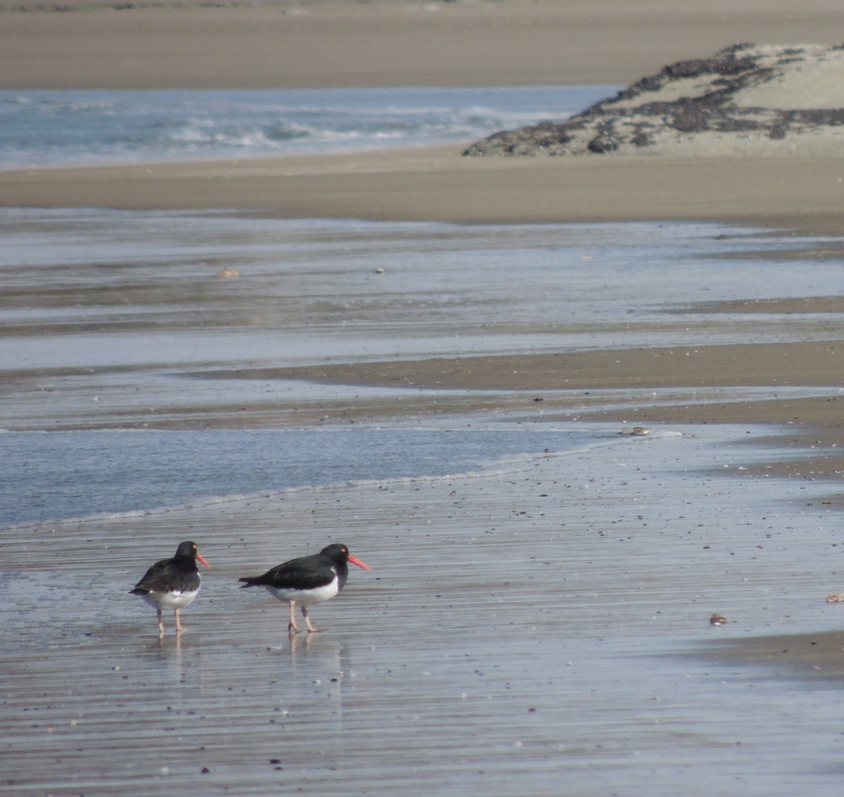 Magellanic Oystercatcher - ML643555938