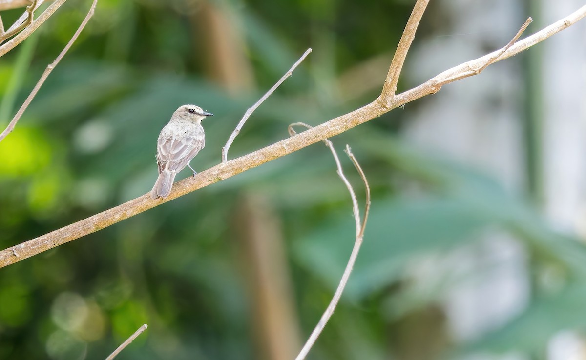 Mosquerito Guardarríos - ML643556029