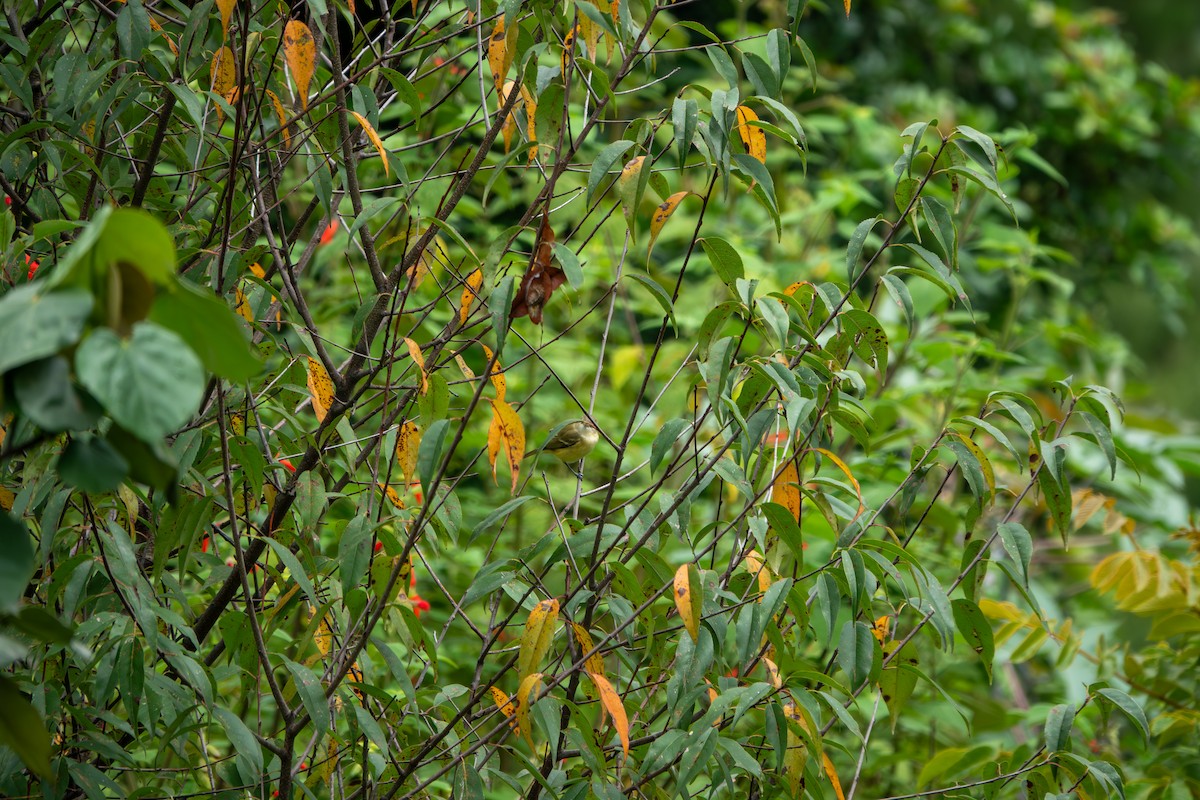 Empidonax sp. - ML643556045