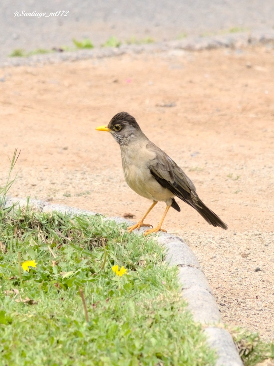 Austral Thrush - ML643556059