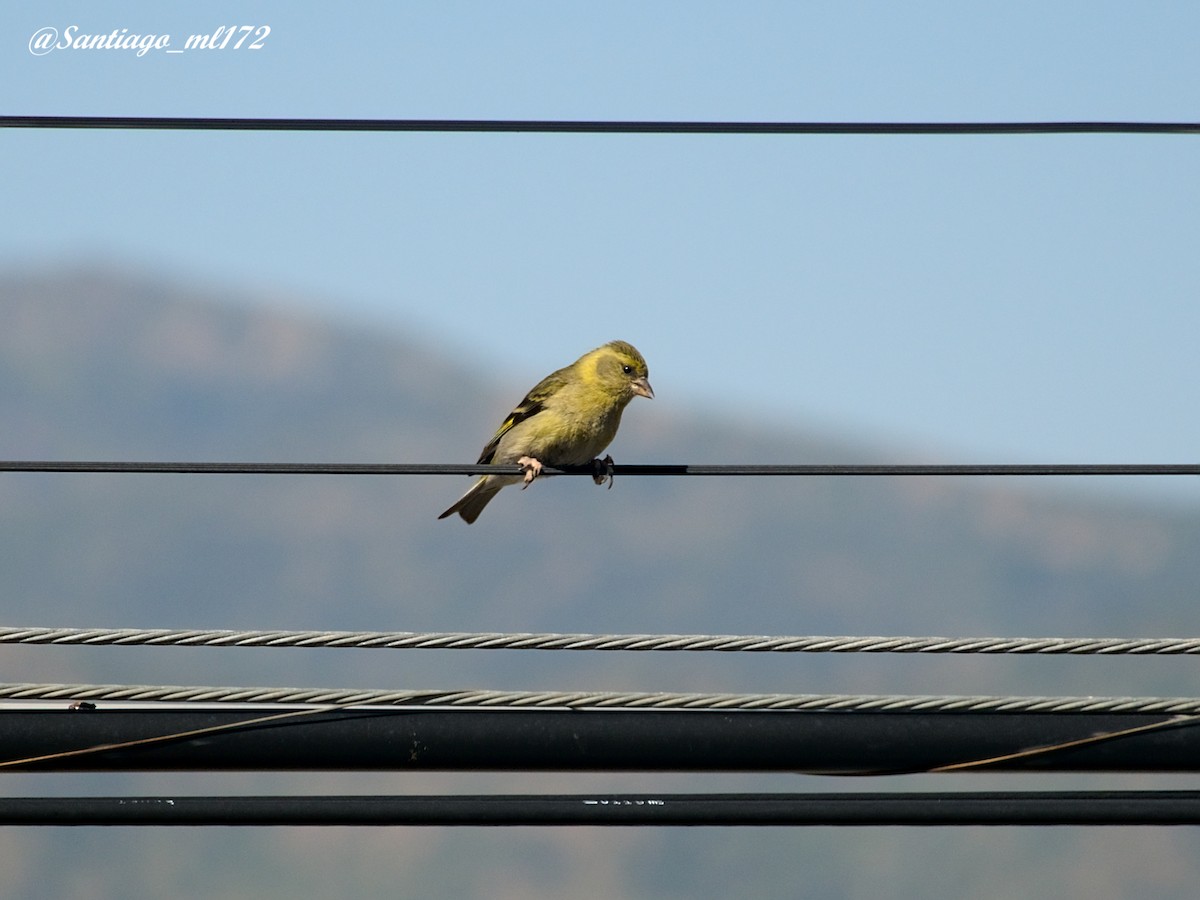 Black-chinned Siskin - ML643556064
