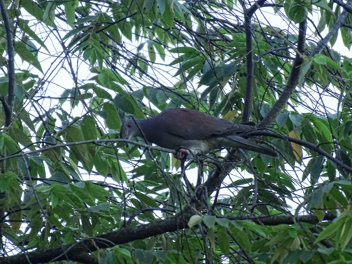 Pale-vented Pigeon - ML643556066