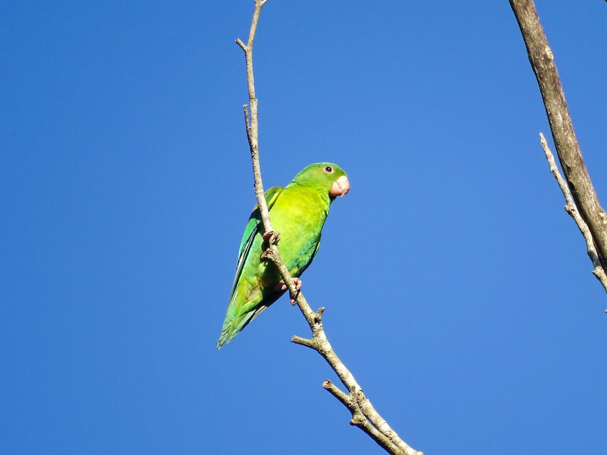 Orange-chinned Parakeet - ML643556079