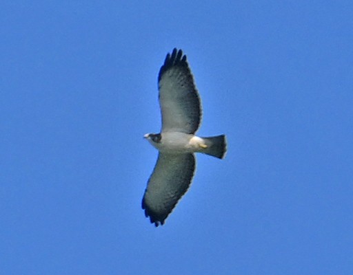 Short-tailed Hawk - ML643556080