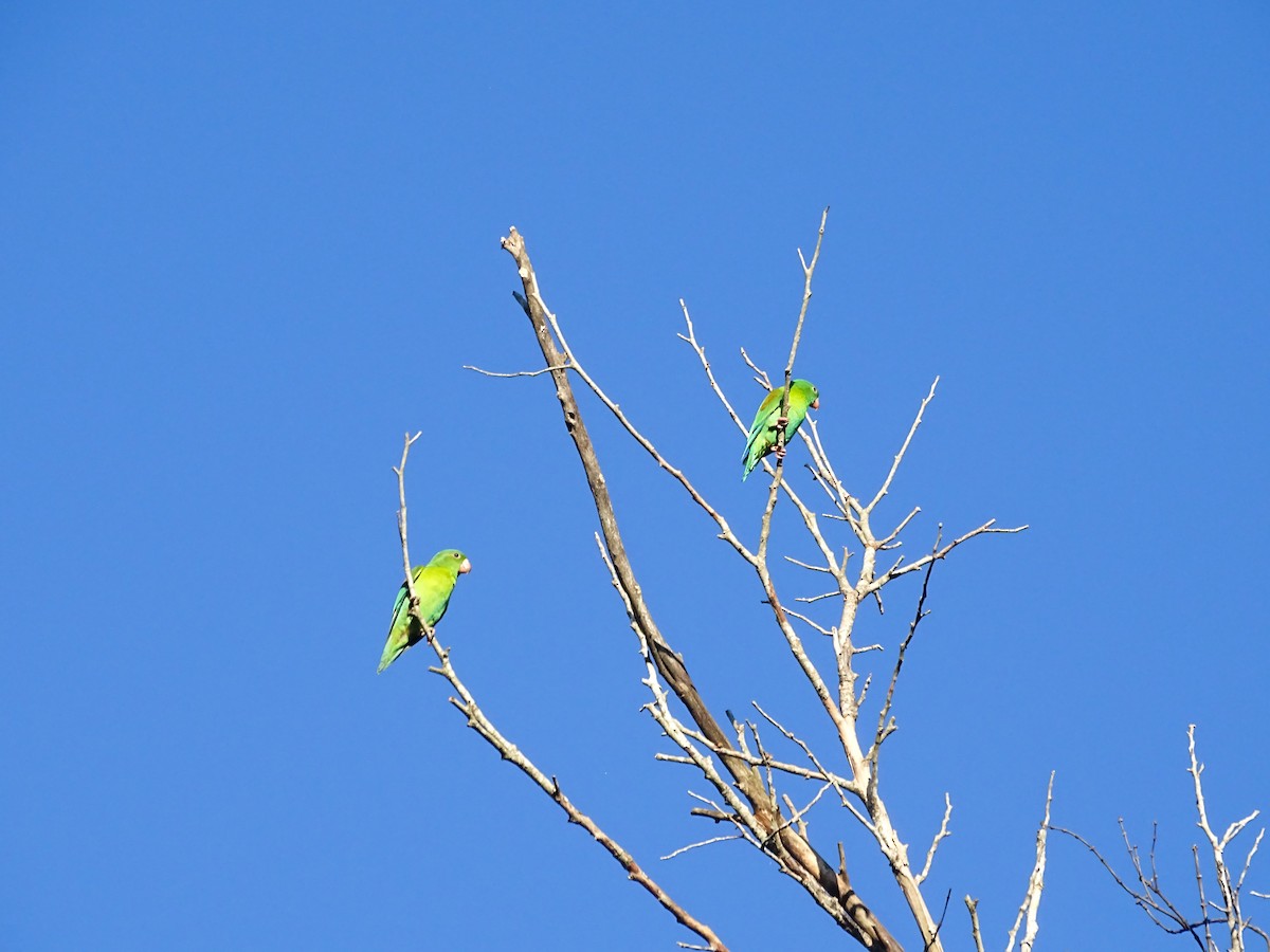 Orange-chinned Parakeet - ML643556081