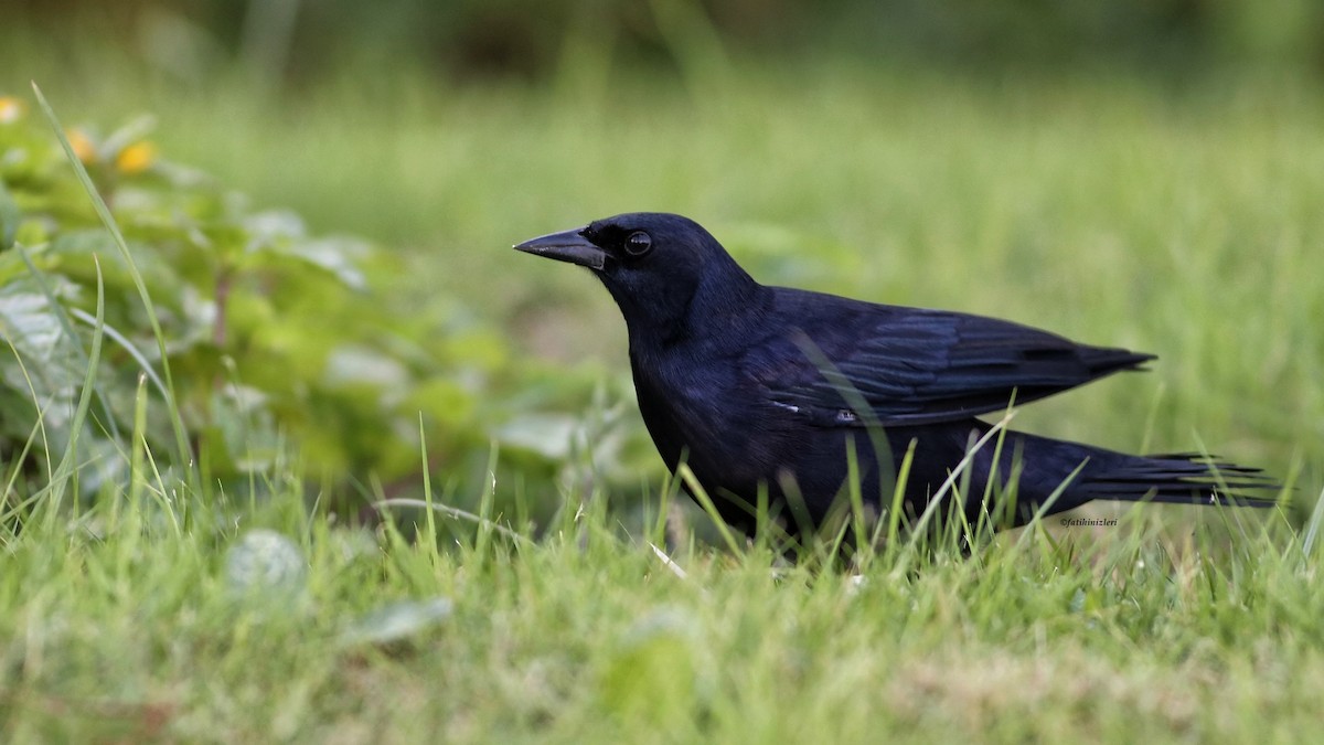 Cuban Blackbird - ML643556083
