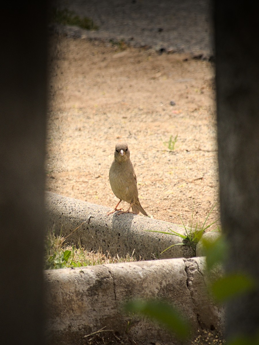 House Sparrow - ML643556102