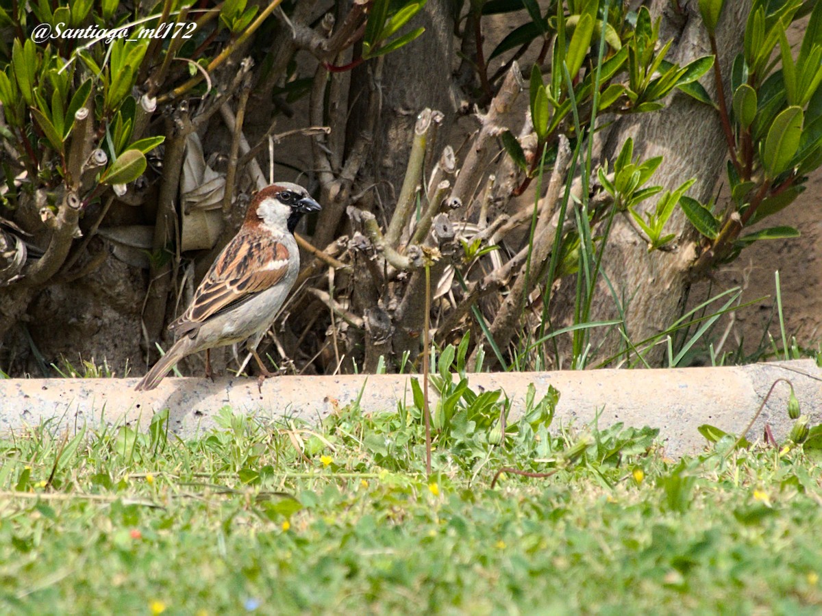 House Sparrow - ML643556103