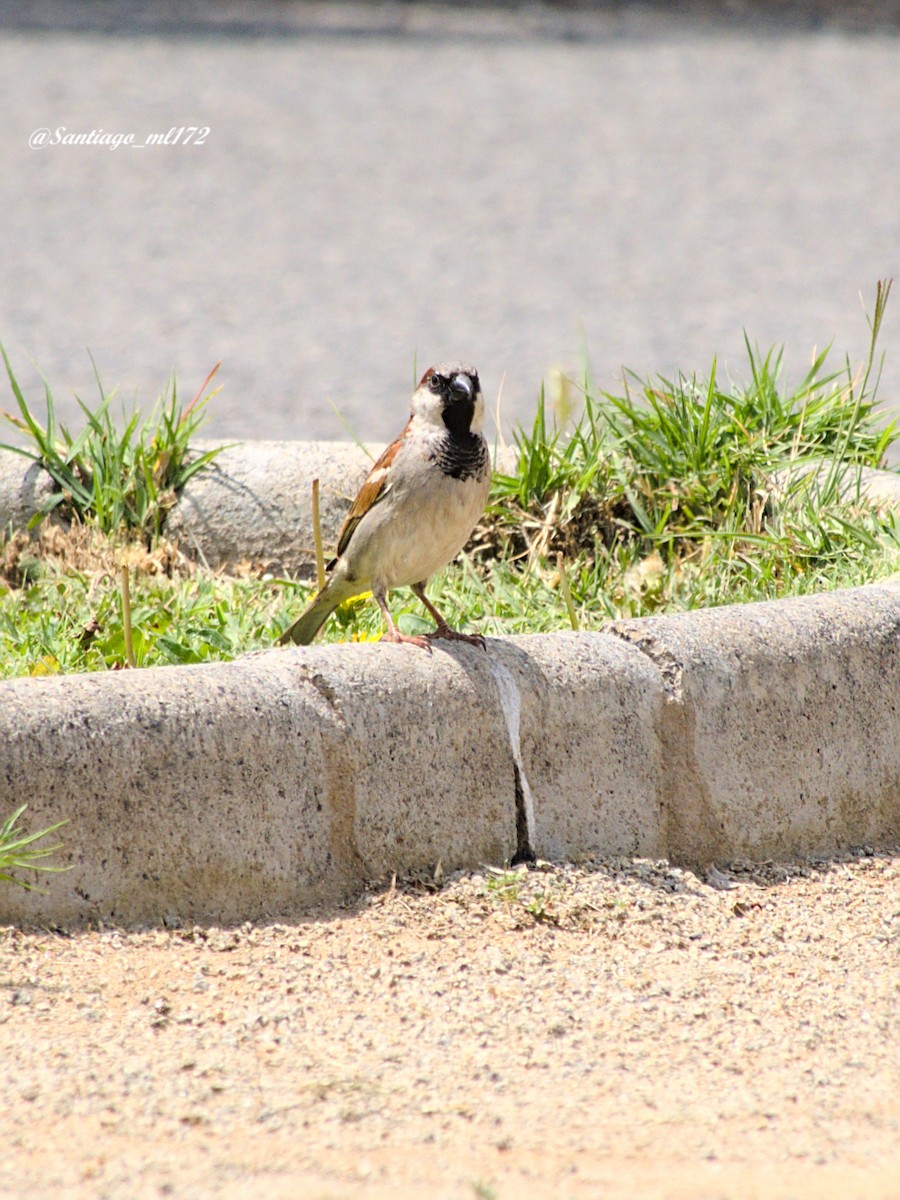 House Sparrow - ML643556104