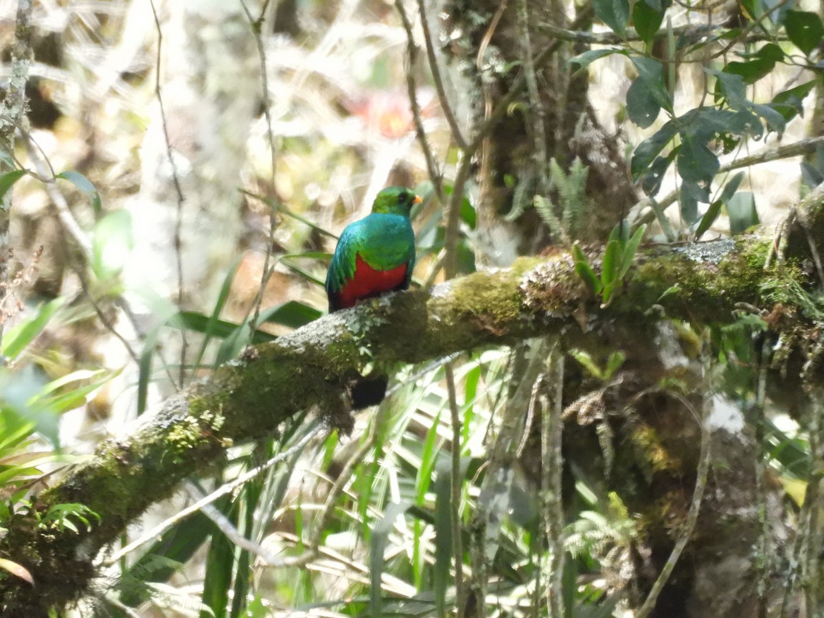 Golden-headed Quetzal - ML643556115